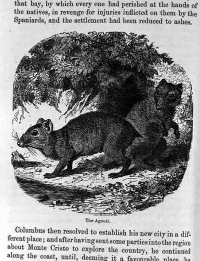 The Agouti, from Santo Domingo Past and Present by English School